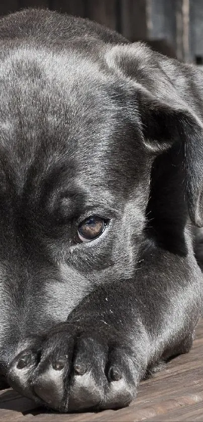 Cute black puppy lying on a wooden floor, looking adorable.
