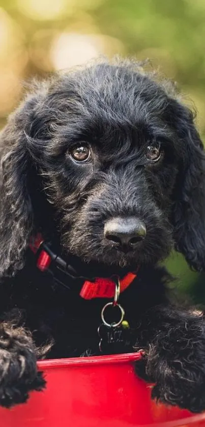 Adorable black puppy with red collar in a vibrant setting.