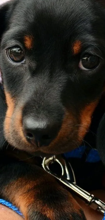 Cute black dachshund puppy close-up wallpaper.