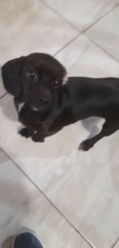 Cute black puppy standing on a tile floor.