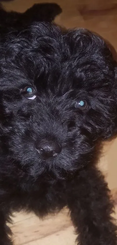 Adorable black puppy with curly fur laying on wooden floor.