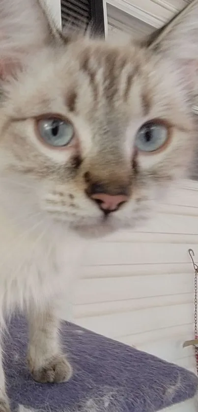 Adorable blue-eyed cat close-up with a soft focus effect.