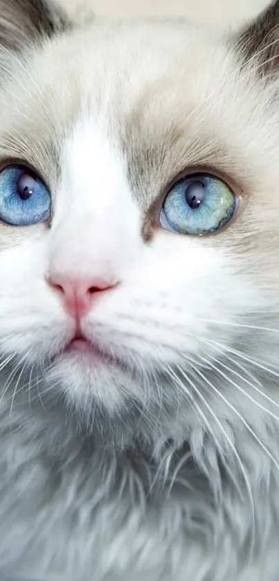 Close-up of a blue-eyed cat with soft white fur and delicate features.