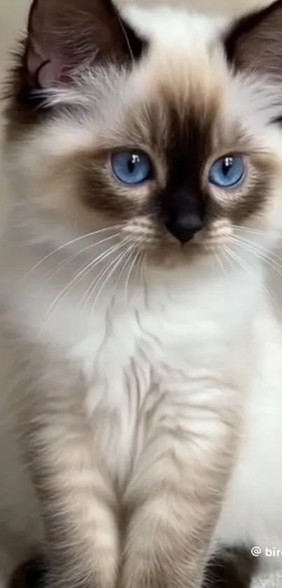 Fluffy kitten with blue eyes looking forward.