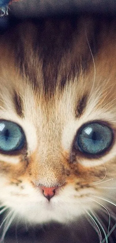 Close-up of a blue-eyed kitten with cute features and soft fur.