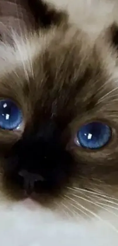 Close-up of a cute kitten with blue eyes and a fluffy fur.