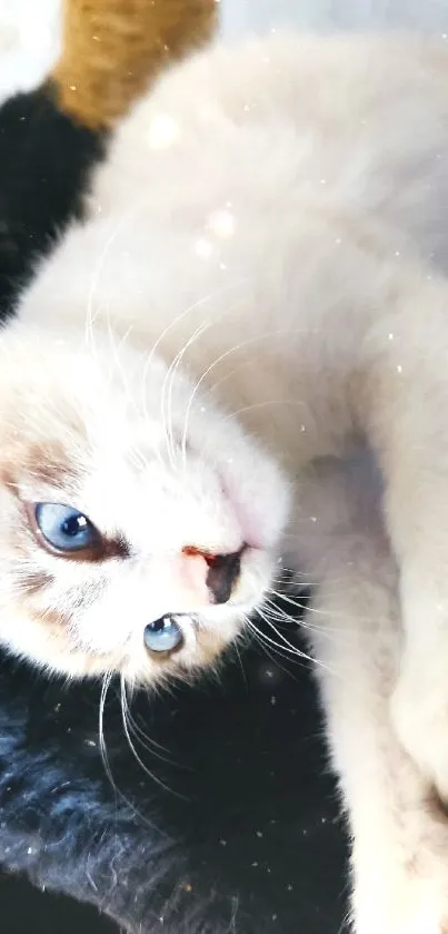 Blue-eyed kitten with white fur on a dark background.