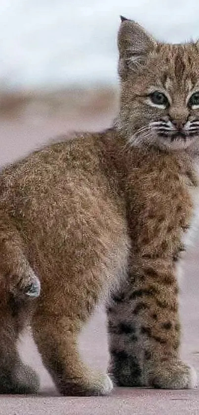 Adorable bobcat kitten standing outside.