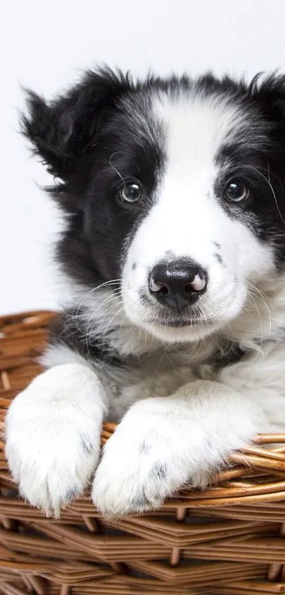 Adorable black and white Border Collie puppy in a wicker basket.