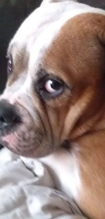 Close-up of an adorable brown Boxer dog with a cute expression.