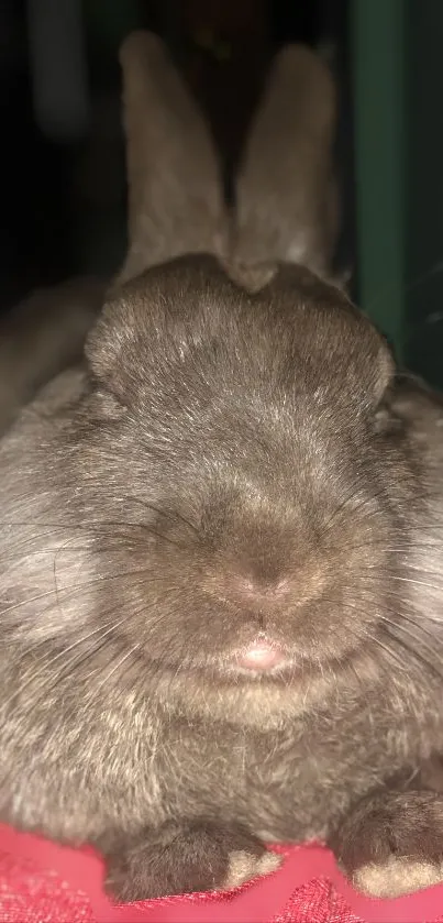 Close-up of a cute brown bunny with closed eyes on a cozy surface.