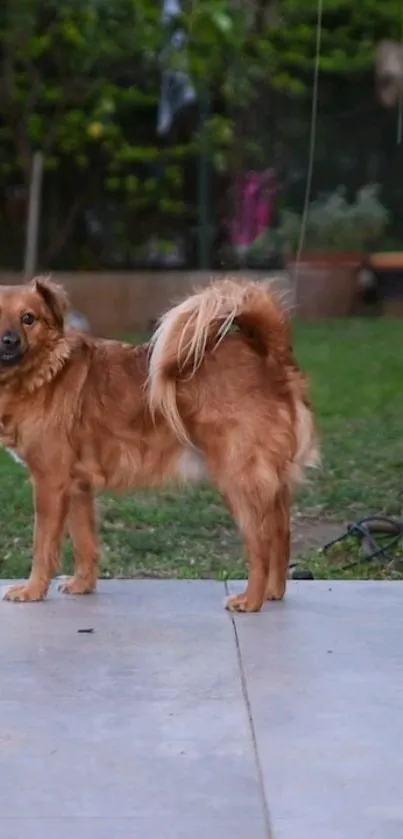 Cute brown dog standing in a green garden with trees.