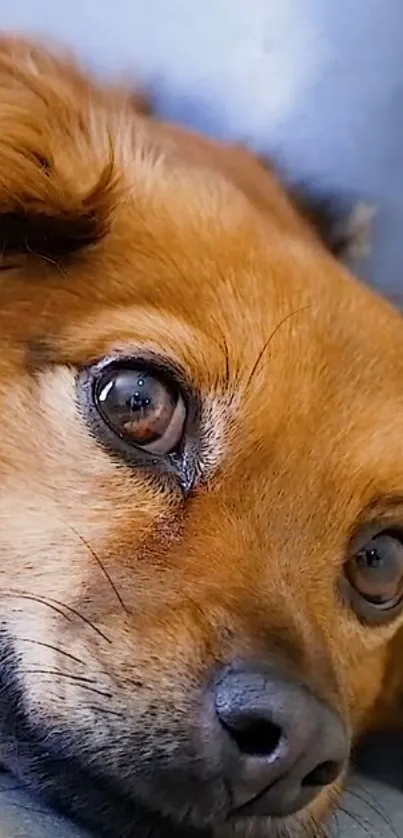 Close-up of a cute brown dog lying down.