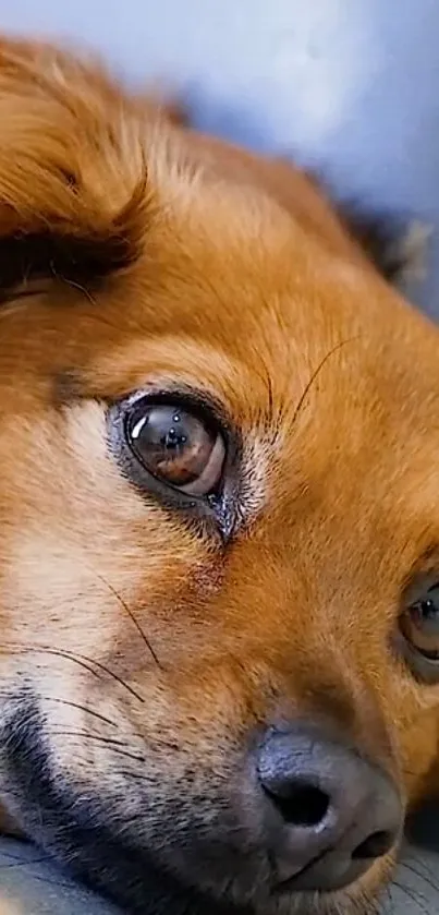 Closeup of an adorable brown dog with expressive eyes.