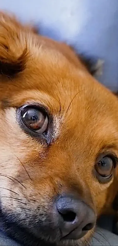 Adorable brown dog resting with expressive eyes.