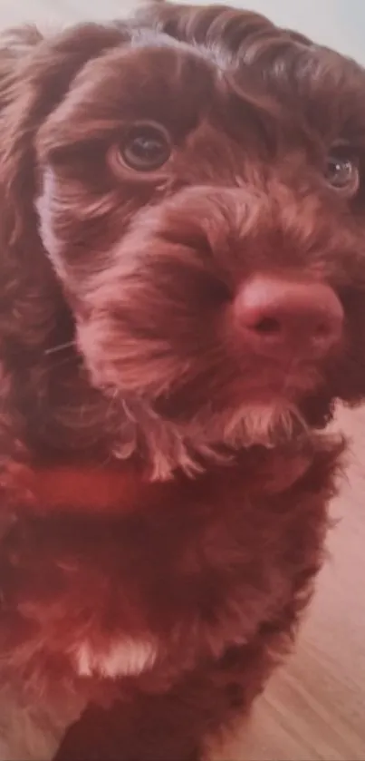 Adorable brown puppy with fluffy coat and expressive eyes on a mobile wallpaper.