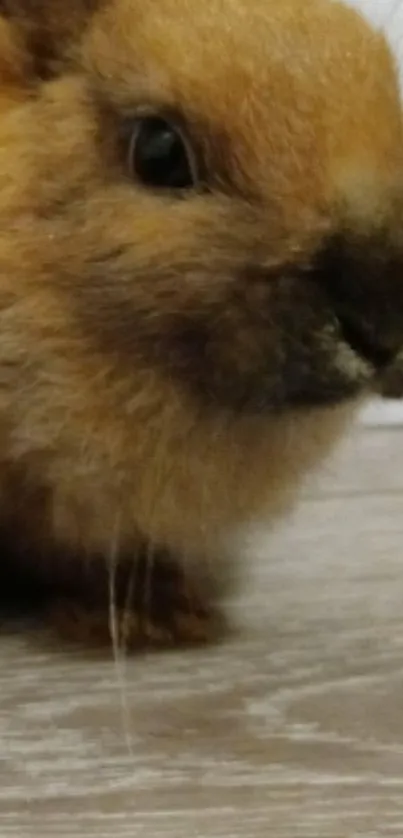 Adorable close-up of a brown rabbit on wooden floor.