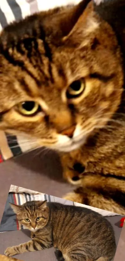 Close-up of a brown tabby cat with a cute expression.