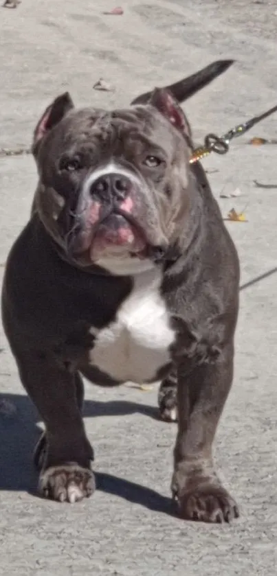 Charming bulldog on a leash walking on a sidewalk.