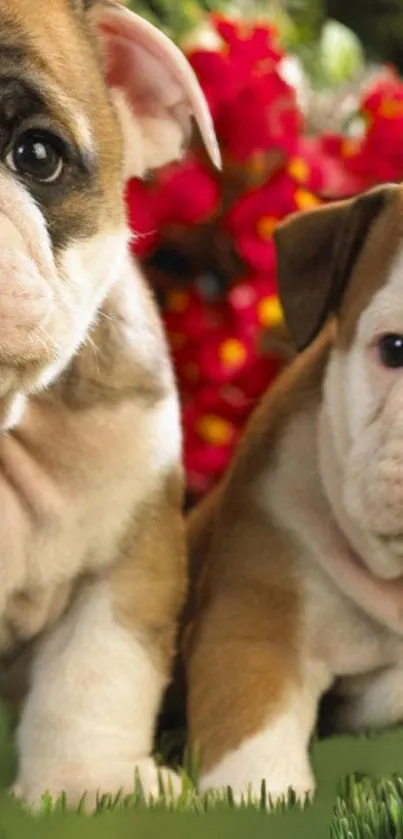 Two adorable bulldog puppies in a garden with red flowers.