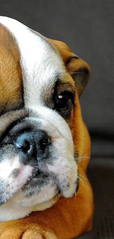 Close-up of a cute brown and white bulldog puppy on a dark background.