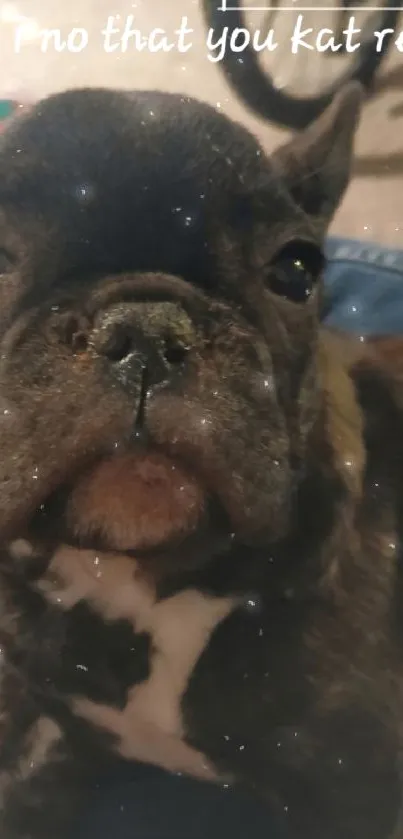 Close-up of an adorable bulldog puppy with big eyes.