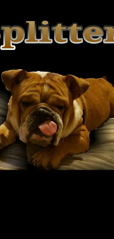 Adorable bulldog lying down with tongue out.