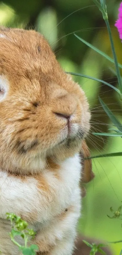 Cute brown bunny beside a pink flower.