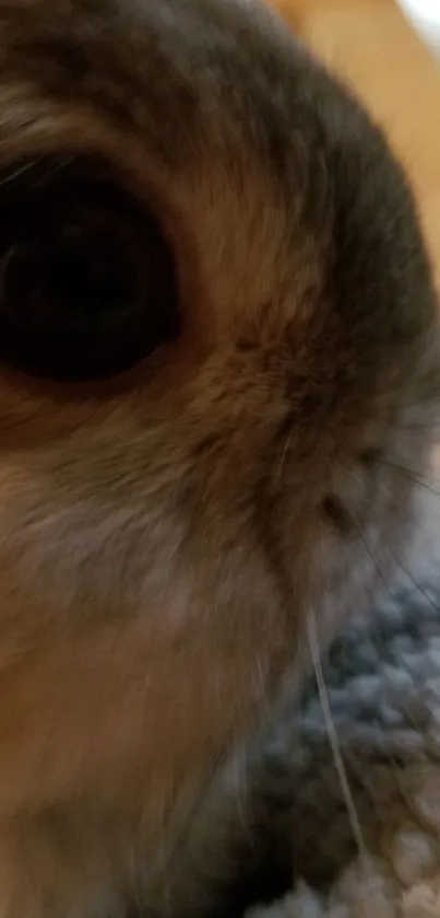 Close-up of an adorable bunny with soft fur and bright eyes, perfect for wallpaper.