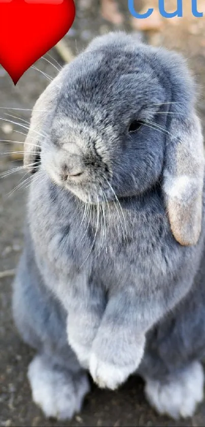 Gray bunny with red heart and 'cute' text mobile wallpaper.