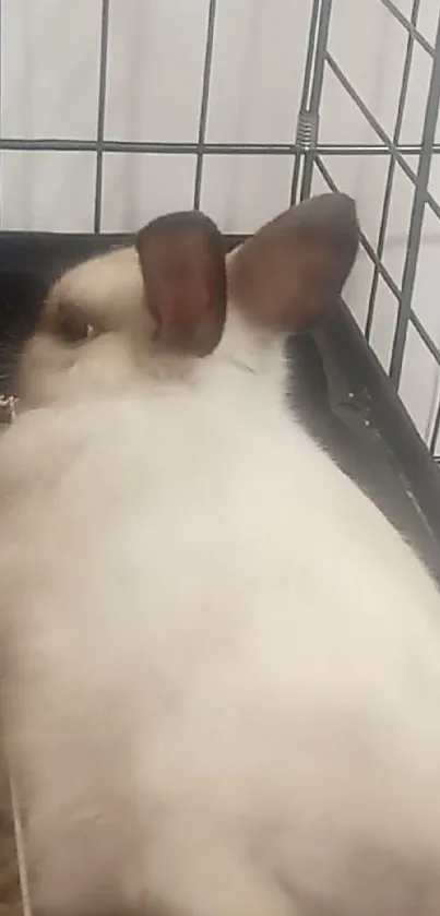 Adorable white bunny sitting in a cage.