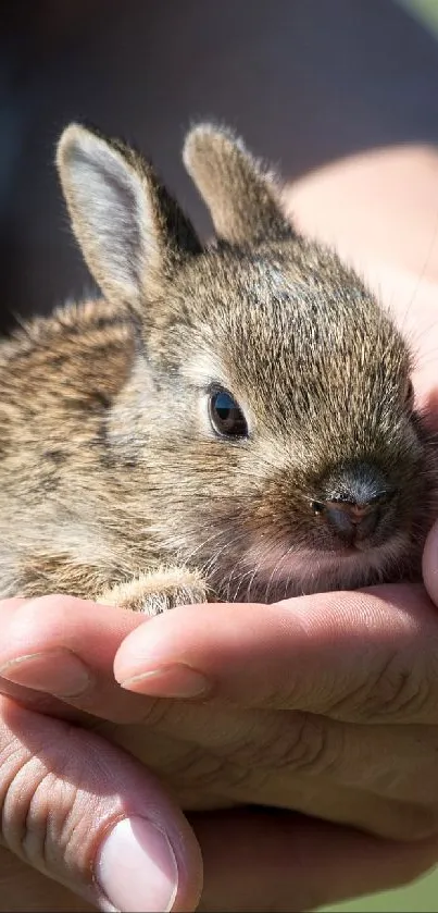 Adorable brown bunny cradled in caring hands with a soft nature background.