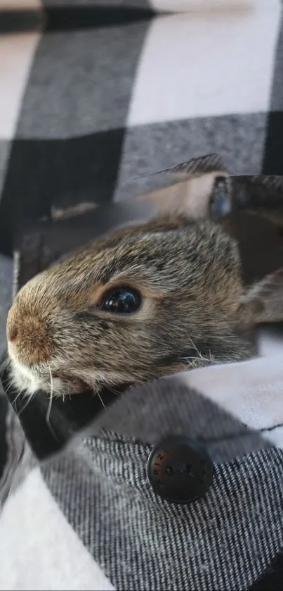 Adorable bunny snug in a plaid pocket, perfect for mobile wallpaper.