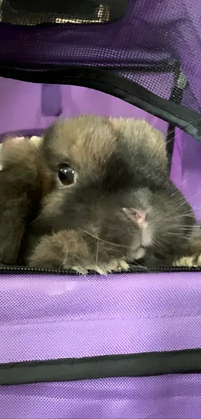 Cute bunny peeking from purple pet carrier mobile wallpaper.