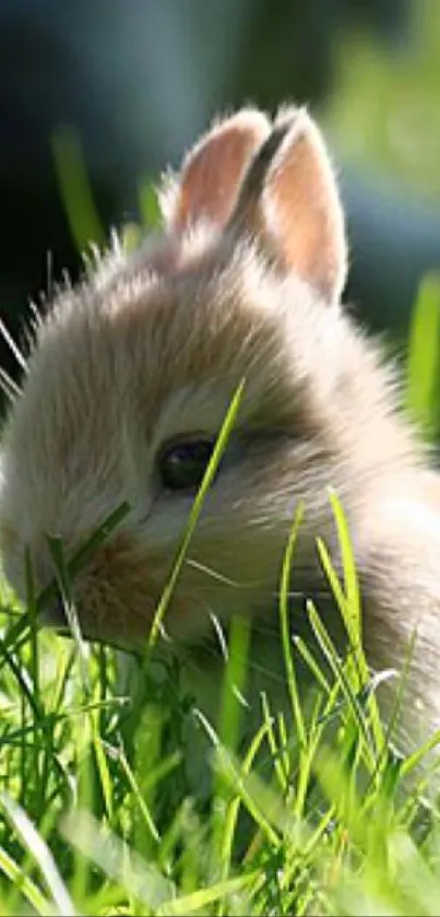 Adorable bunny nestled in green grass under the sun.