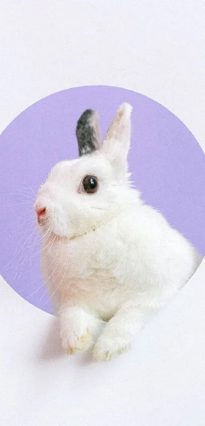 Cute white bunny in a lavender circle.