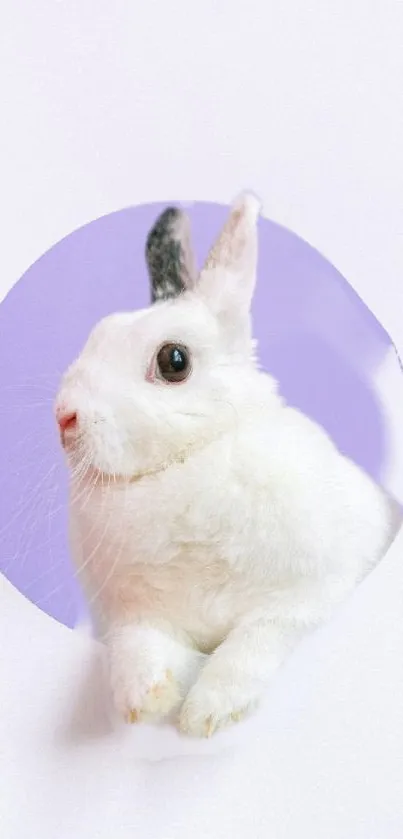 White bunny against a lavender circle background.