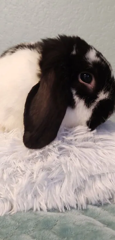 Black and white bunny on soft cushions.