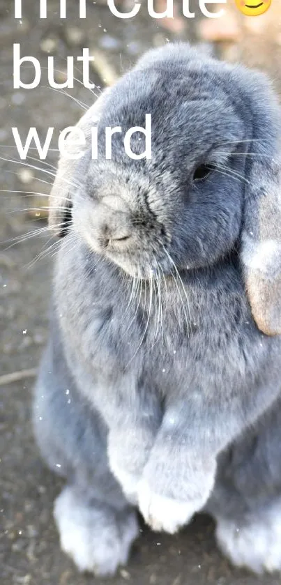 Cute gray bunny with a playful quote on a phone wallpaper.