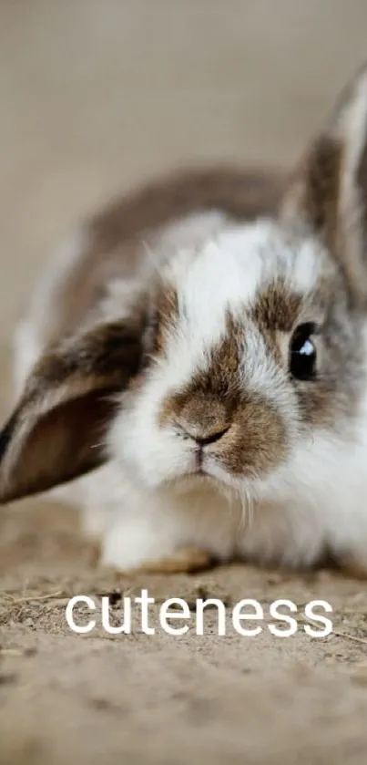 Adorable bunny on a natural background, perfect for phone screens.