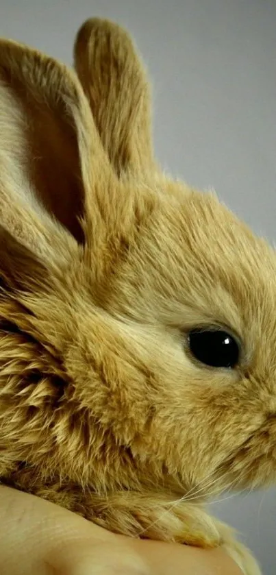 A close-up of an adorable fluffy bunny with beige fur, perfect for mobile wallpaper.