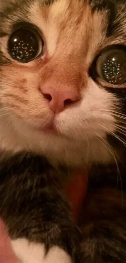 Close-up of an adorable calico cat with bright eyes.