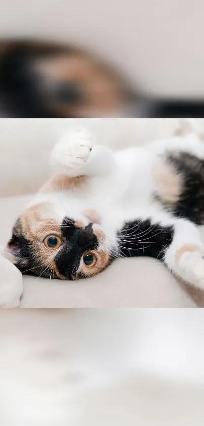 Cute calico cat lying on a beige sofa, perfect mobile wallpaper.