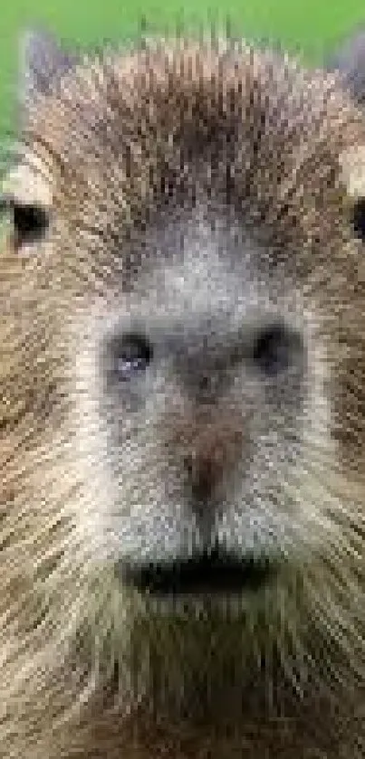 Close-up of a capybara with a lush green background on a mobile wallpaper.