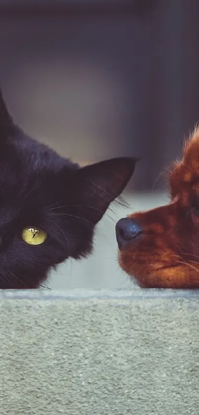 Cute black cat and red dog lying together.