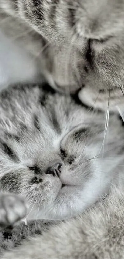 Adorable gray cat snuggling with sleeping kitten.