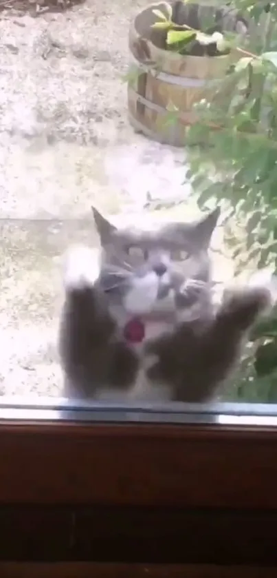 Adorable cat peering through window in garden setting.