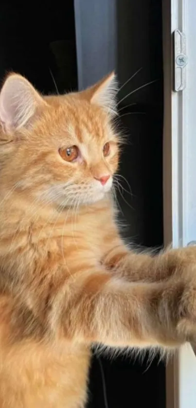 Orange cat looking out a window.