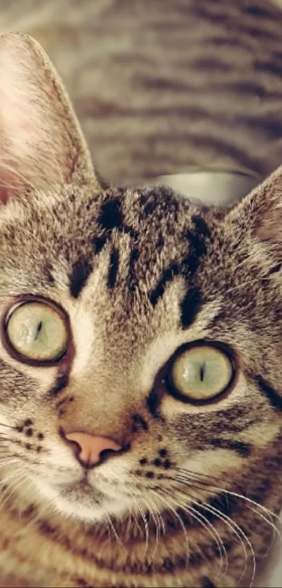 Close-up of a curious tabby cat with striking eyes.