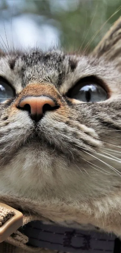 Close-up of a cat with blue eyes and detailed fur texture.